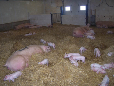 Bedded group-farrowing