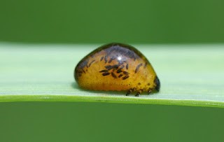 Cereal leaf beetle larva