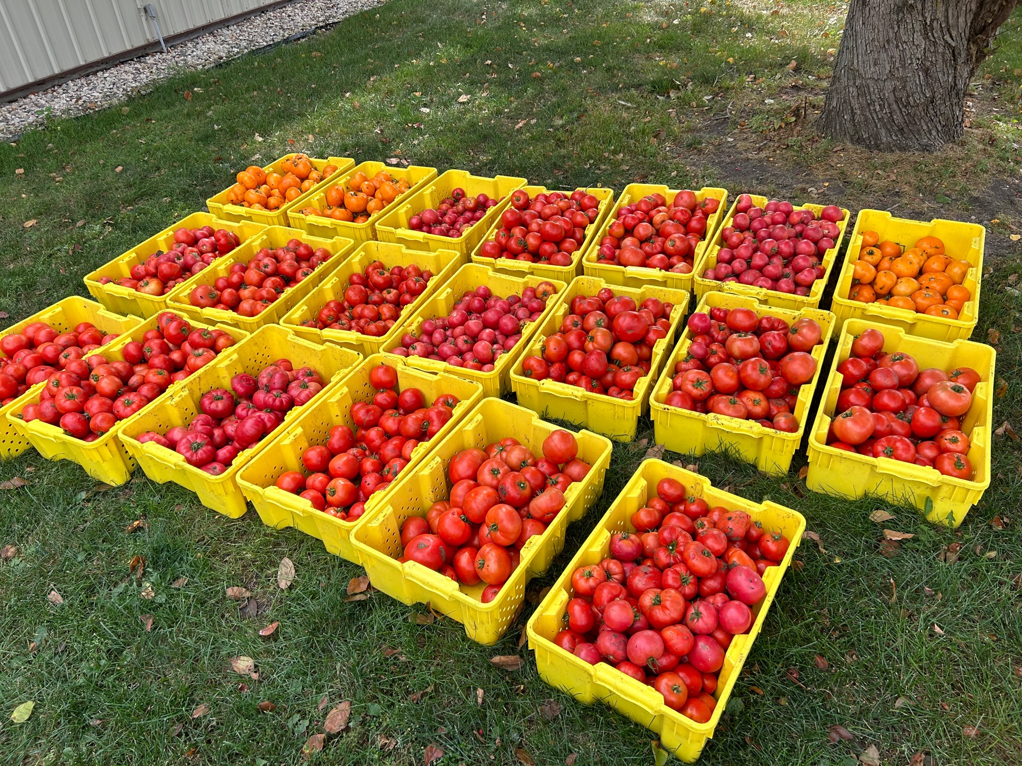 Tomatoes 2023
