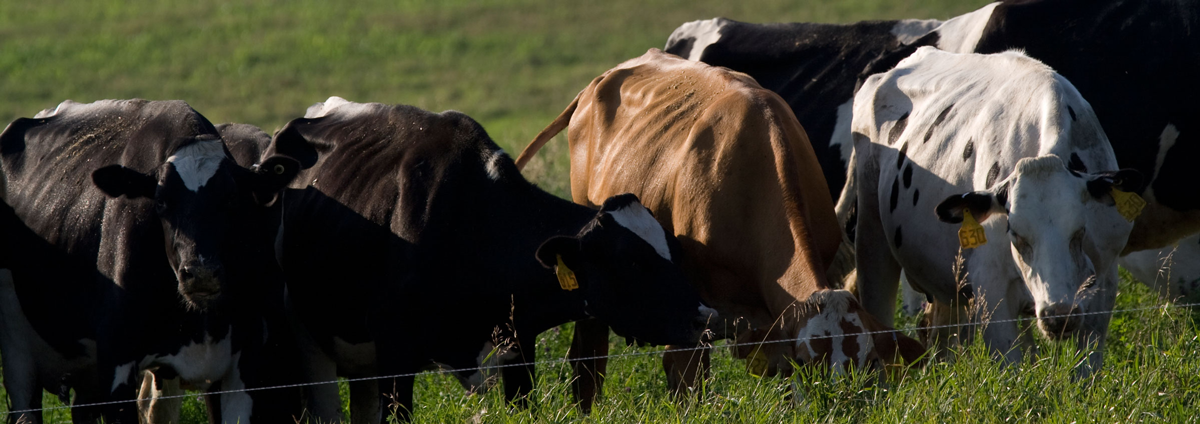 Cows grazing in WCROC pasture