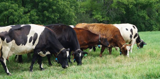 Cows grazing in WCROC pasture