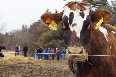 Cow in outwintered lot