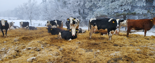 Outwintering the dairy herd