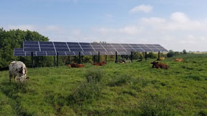Solar shading for cows