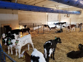 Group housed calves with auto-feeder