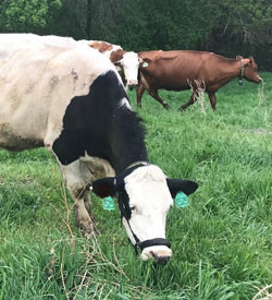 Grazing cow wearing rumiwatch halter