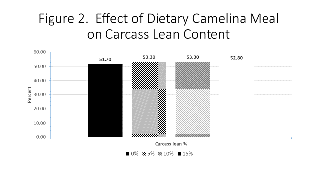 Figure 2 effect of dietary camelina meal on carcass lean content