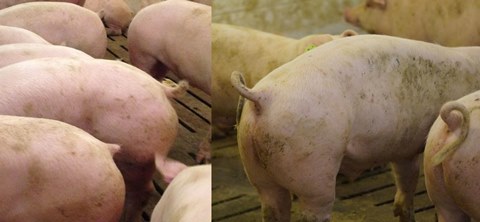 Docked vs undocked tails in swine