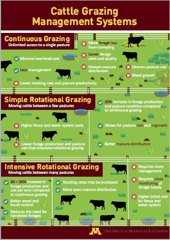 Grazing cattle poster