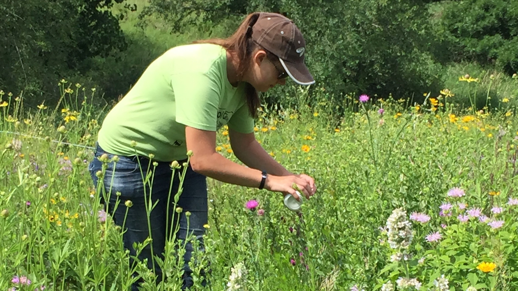 U of MN Morris student in native pollinator plot