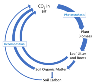 Soil carbon cycle