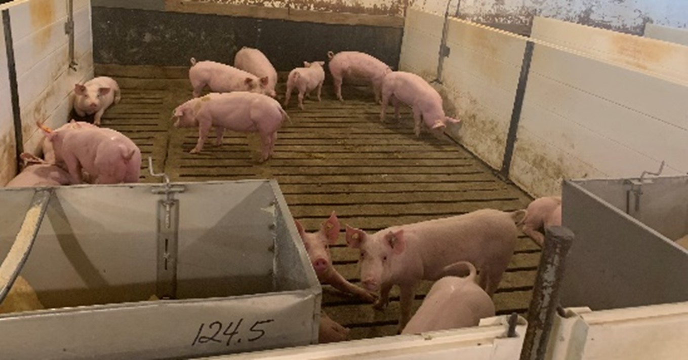Group of pigs with undocked tails