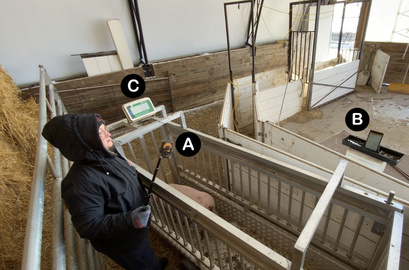 LeeO Systems for weighing pigs