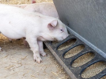 Pig at feed