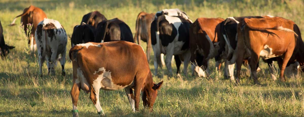 Grazing dairy cows