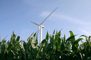 Corn and wind turbine