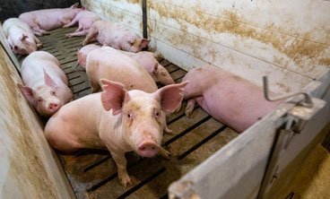 Pigs in group housed barn