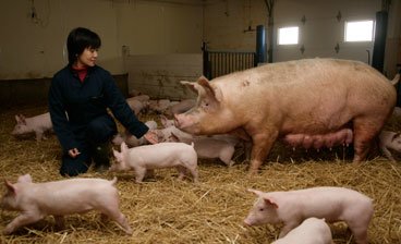 Yuzhi Li with piglets and sow