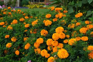 Marigold Hedge Mary Orange