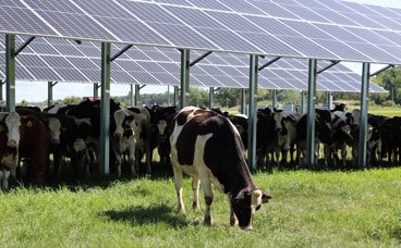 Cows under solar